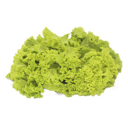Alface Crespa 