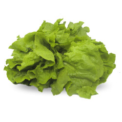 Alface Lisa Maço