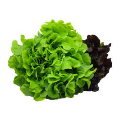 Alface Especial Hidropônica Horta Verde 