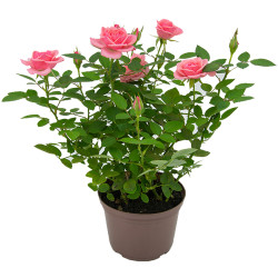 Flor Roseira Mini P13