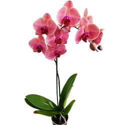 Flor Phalaenopsis Mix P12