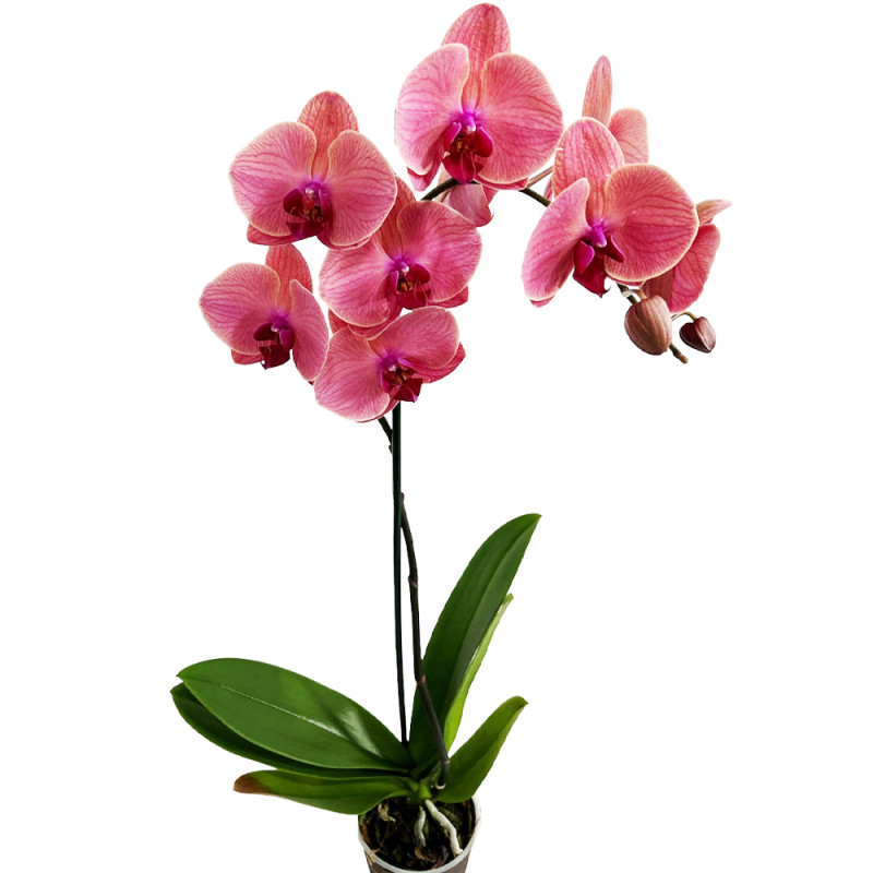 Flor Phalaenopsis Mix P12