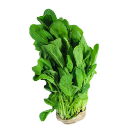 Rúcula Especial Horta Verde