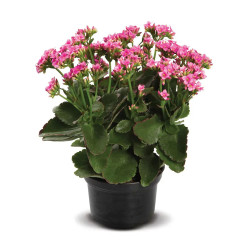 Flor Kalanchoe Dobrado P 11