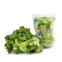Alface Hort Felicio 220 Gr